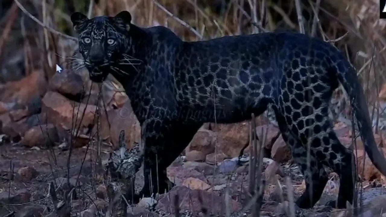 এবার ভাইরাল অভিষেকের এক বছর আগের তোলা ছবি, ব্ল্যাক প্যান্থারে মজে রয়েছে নেটদুনিয়া