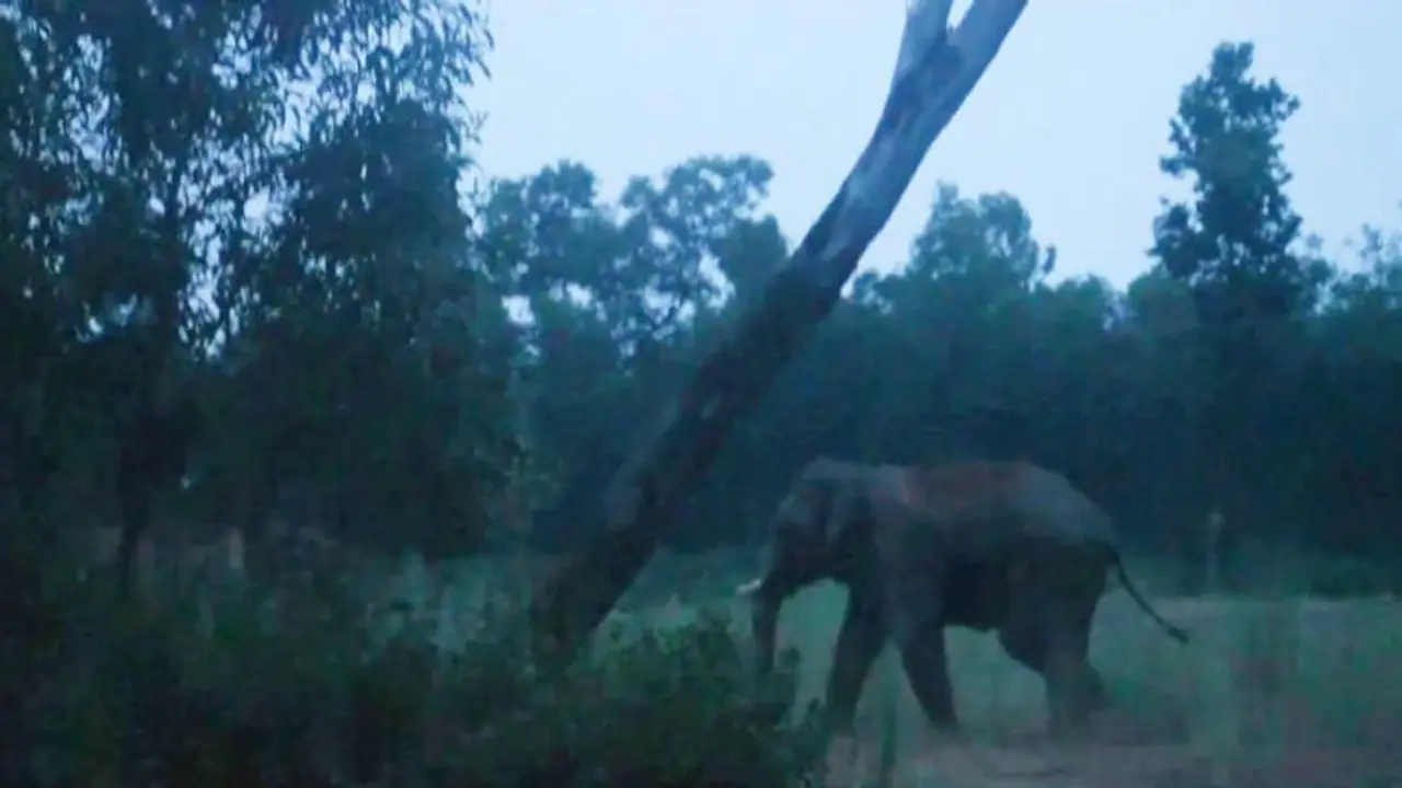 ছুটে এসে শুড়ে তুলে আছাড়, হাতির হামলায় গুরুতর জখম বৃদ্ধ ছুটে এসে শুড়ে তুলে আছাড়, হাতির হামলায় গুরুতর জখম বৃদ্ধ