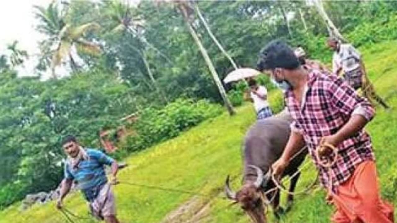 മണിക്കൂറുകളോളം വിരണ്ടോടിയ എരുമയെ അതിസാഹസികമായി പിടിച്ചുകെട്ടി മണിക്കൂറുകളോളം വിരണ്ടോടിയ എരുമയെ അതിസാഹസികമായി പിടിച്ചുകെട്ടി