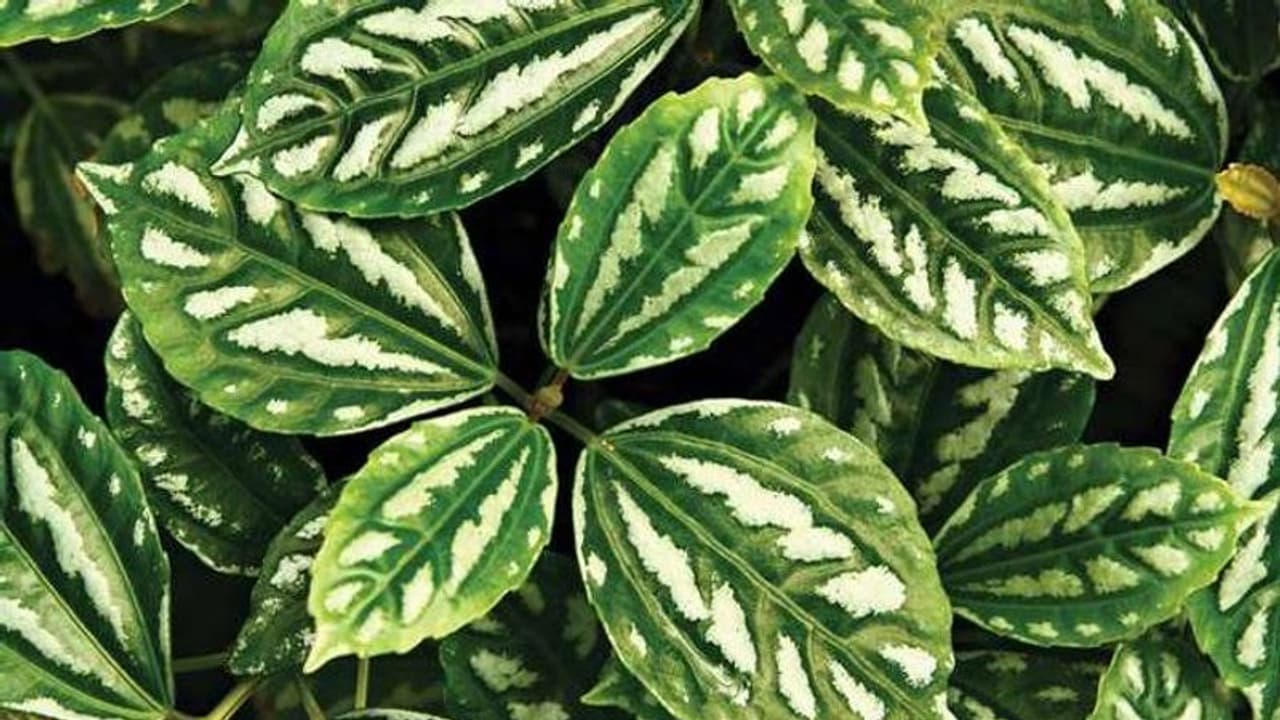 അലുമിനം ചെടിയെപ്പറ്റി കേട്ടിട്ടുണ്ടോ? വീട്ടില് വളര്ത്താന്... അലുമിനം ചെടിയെപ്പറ്റി കേട്ടിട്ടുണ്ടോ? വീട്ടില് വളര്ത്താന്...