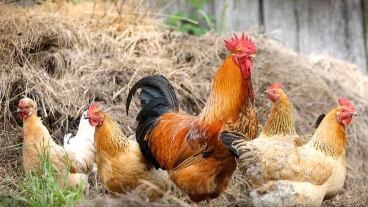বাড়িতেই মোরগ মুরগি পালনের ব্যবসা করে প্রতি মাসে বিপূল আয়, জানুন কীভাবে বাড়িতেই মোরগ মুরগি পালনের ব্যবসা করে প্রতি মাসে বিপূল আয়, জানুন কীভাবে
