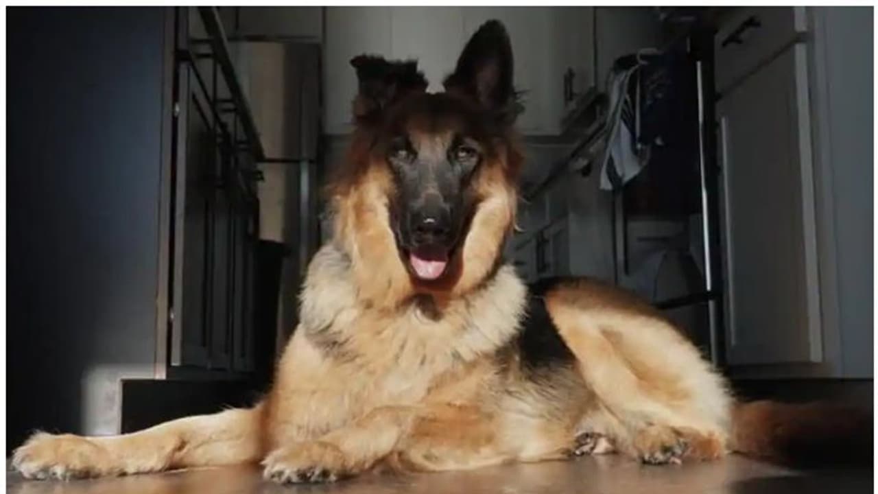 യുഎസിൽ ആദ്യമായി കൊവിഡ് പോസിറ്റീവ് റിപ്പോർട്ട് ചെയ്ത നായ ചത്തു യുഎസിൽ ആദ്യമായി കൊവിഡ് പോസിറ്റീവ് റിപ്പോർട്ട് ചെയ്ത നായ ചത്തു