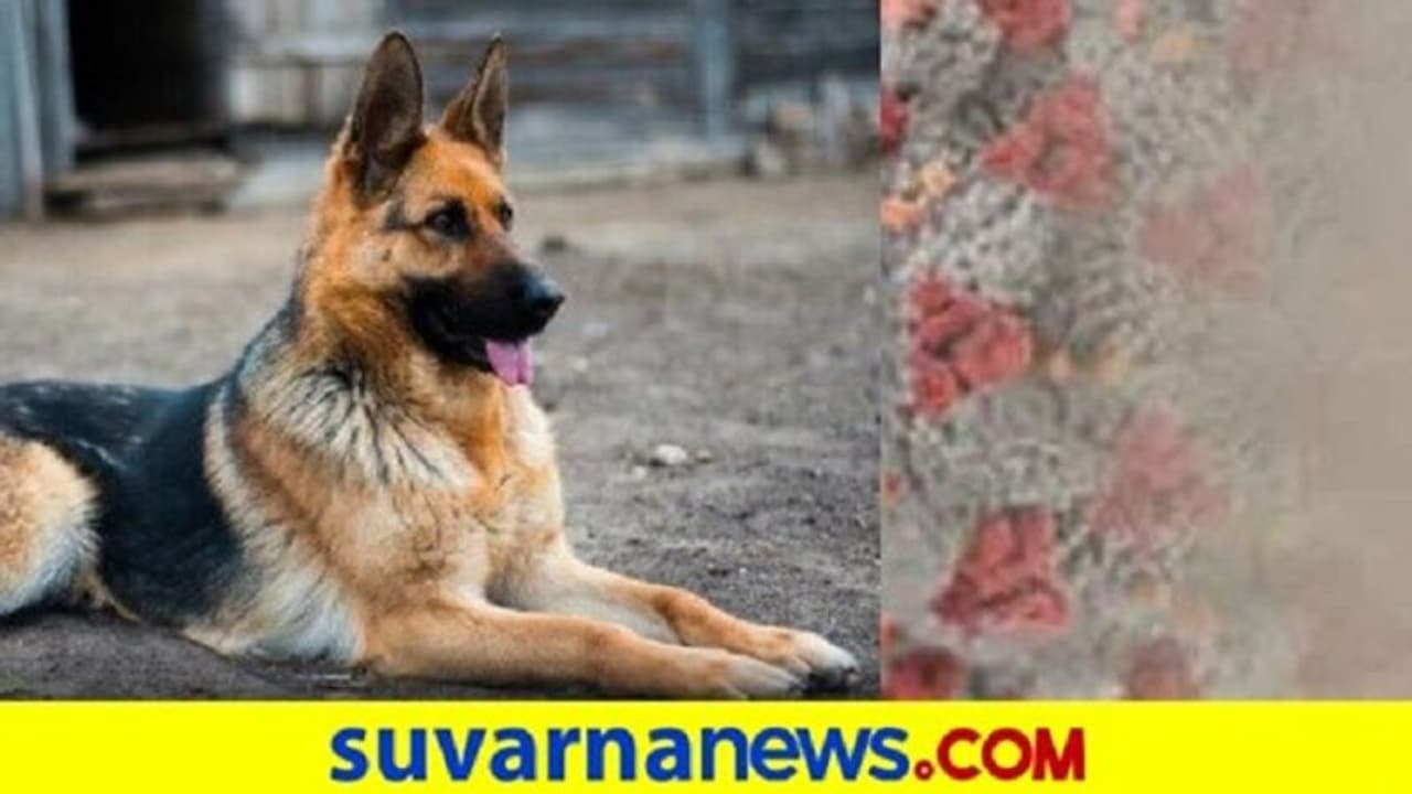 ಫಲಿಸಲಿಲ್ಲ ಪ್ರಾರ್ಥನೆ; ಕೊರೋನಾ ದೃಢಪಟ್ಟ ಮೊದಲ ನಾಯಿಗೆ ದಯಾಮರಣ! ಫಲಿಸಲಿಲ್ಲ ಪ್ರಾರ್ಥನೆ; ಕೊರೋನಾ ದೃಢಪಟ್ಟ ಮೊದಲ ನಾಯಿಗೆ ದಯಾಮರಣ!