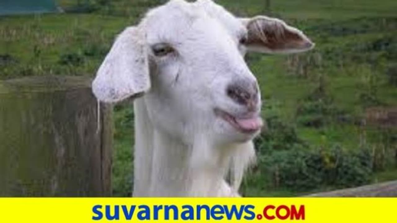 70 ಲಕ್ಷ ಆಫರ್ ಕೊಟ್ರೂ ಮಾರಲೊಪ್ಪದ ಕುರಿ ಮಾಲಿಕ! 70 ಲಕ್ಷ ಆಫರ್ ಕೊಟ್ರೂ ಮಾರಲೊಪ್ಪದ ಕುರಿ ಮಾಲಿಕ!