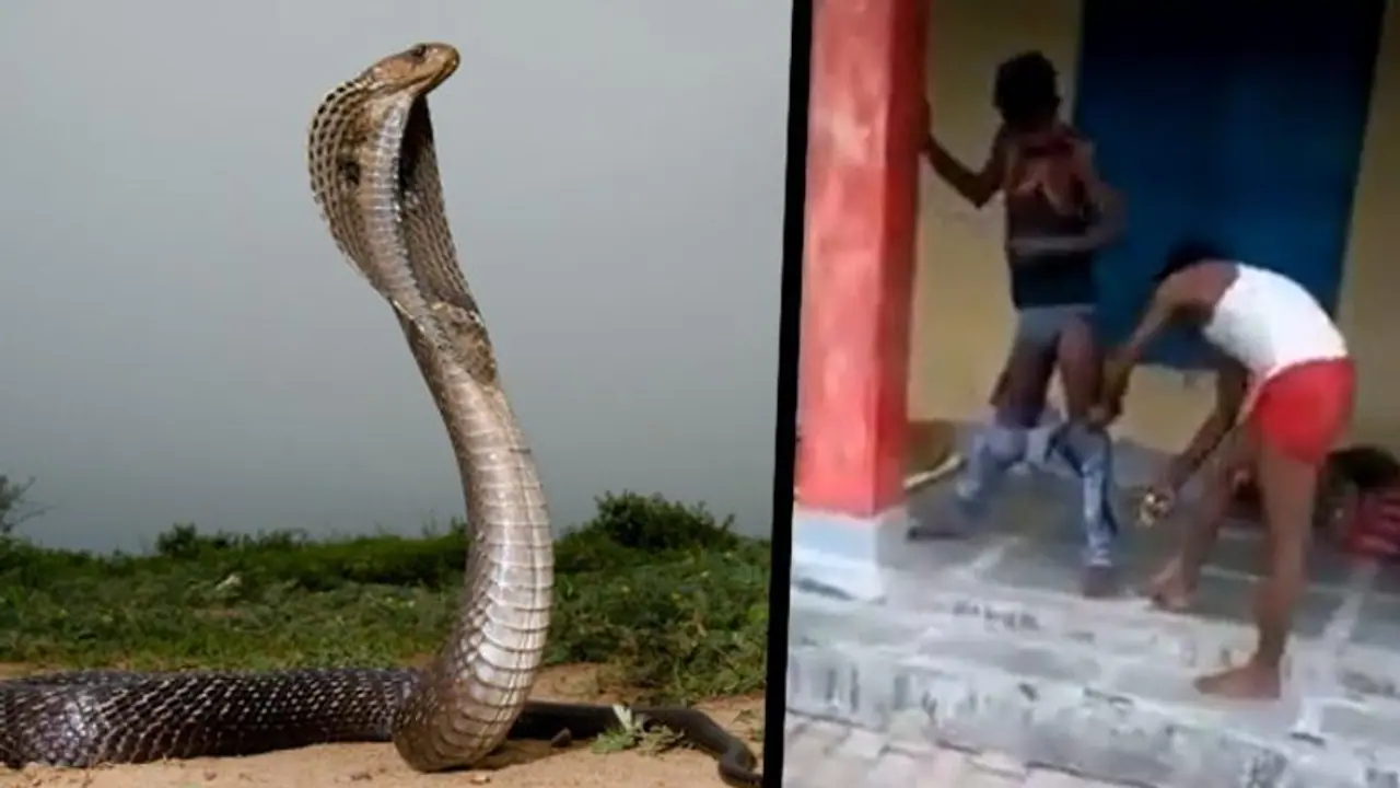 প্যান্টের ভেতর ঢুকে গেল বিষধর গোখরো, প্রাণ বাঁচাতে কী করলেন যুবক, দেখুন সেই ভিডিও প্যান্টের ভেতর ঢুকে গেল বিষধর গোখরো, প্রাণ বাঁচাতে কী করলেন যুবক, দেখুন সেই ভিডিও