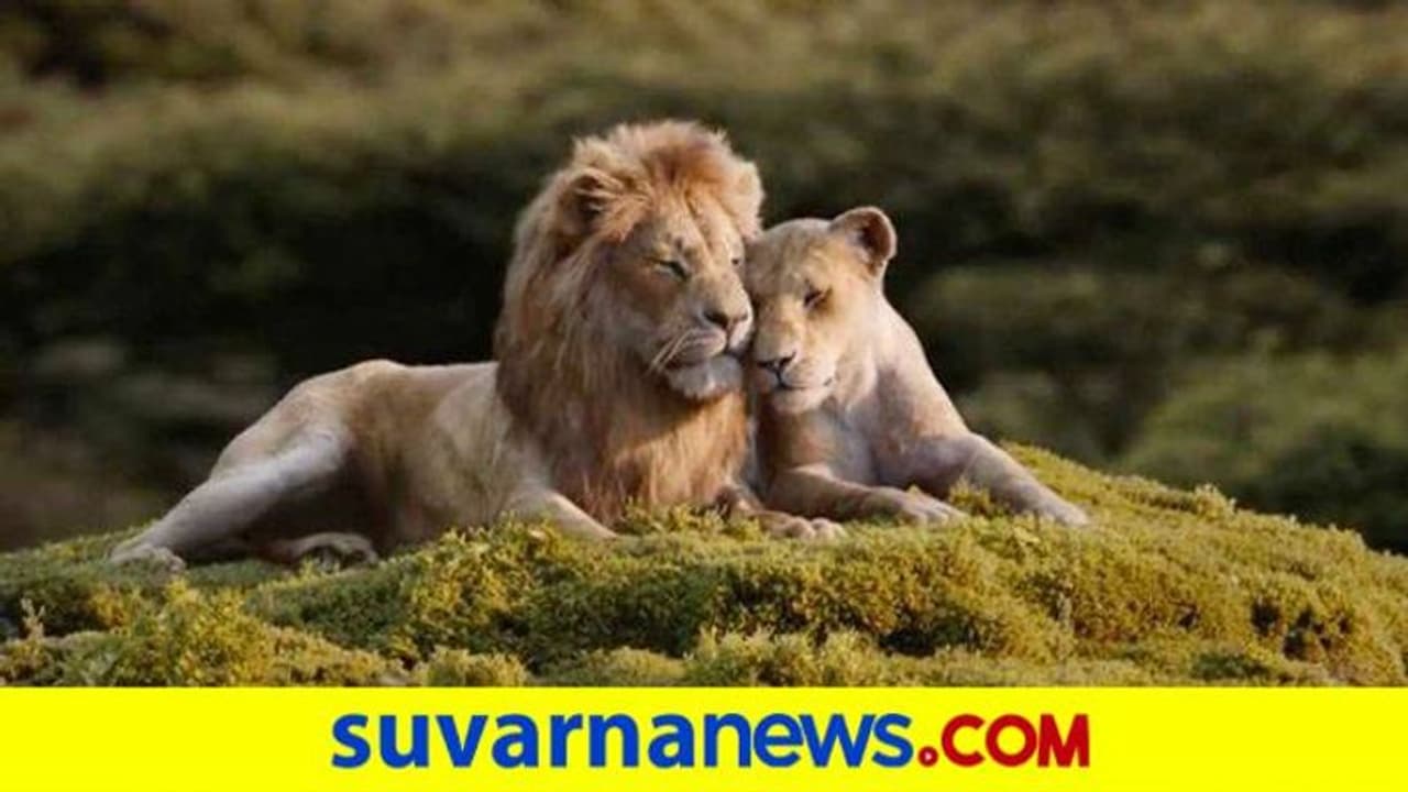 ಬೆಳಗಾವಿ: ಭೂತರಾಮನಹಟ್ಟಿ ಝೂಗೆ ಬರಲಿವೆ ಹುಲಿ, ಸಿಂಹ..!