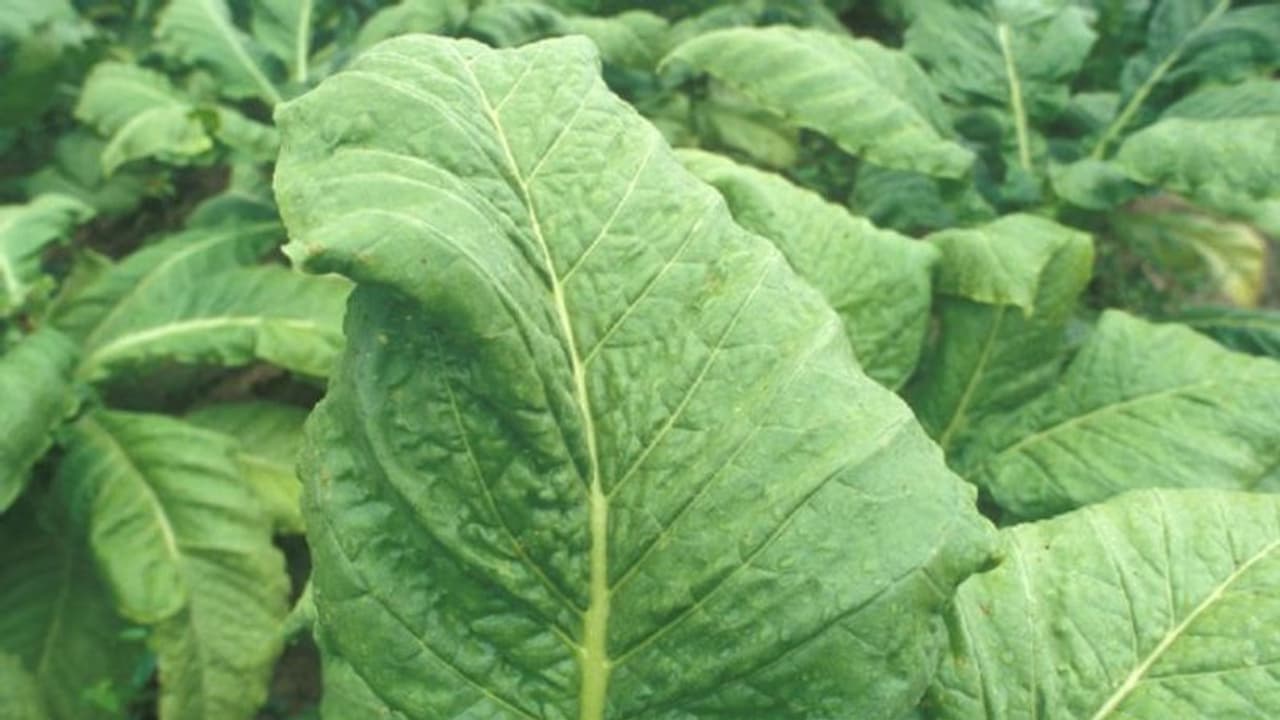 പുകയിലയില് നിന്ന് കൊവിഡ് വാക്സിന്; മനുഷ്യരില് പരീക്ഷിക്കാനൊരുങ്ങി കമ്പനി പുകയിലയില് നിന്ന് കൊവിഡ് വാക്സിന്; മനുഷ്യരില് പരീക്ഷിക്കാനൊരുങ്ങി കമ്പനി