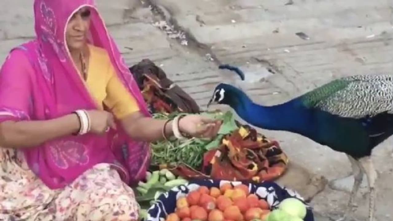 മയിലിന് കയ്യില്‍ അരിമണി കൊടുക്കുന്ന പച്ചക്കറി കച്ചവടക്കാരി; വീഡിയോ വൈറല്‍