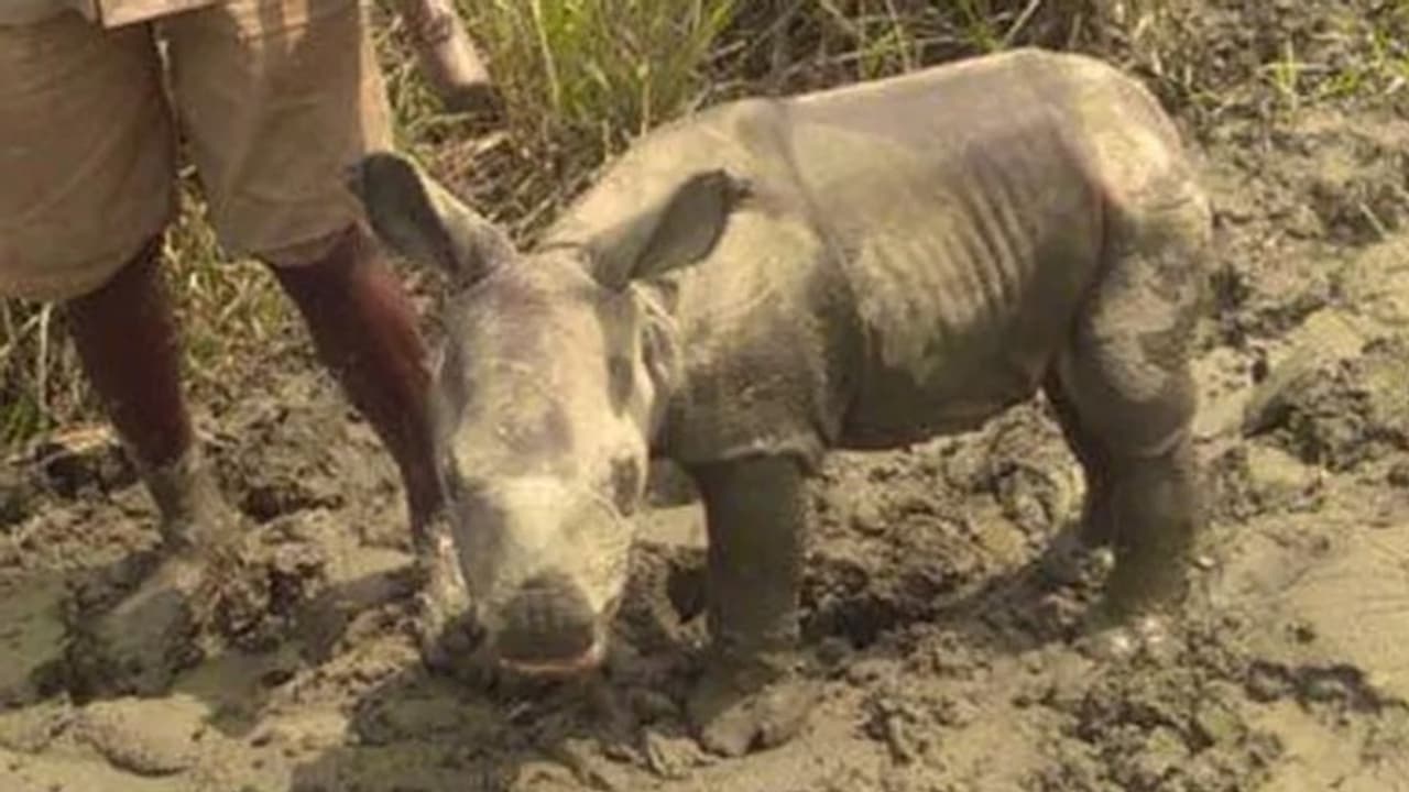 പ്രളയത്തില്‍ തനിച്ചായി നാല് ദിവസം മാത്രം പ്രായമുള്ള കുഞ്ഞന്‍ കാണ്ടാമൃഗം...