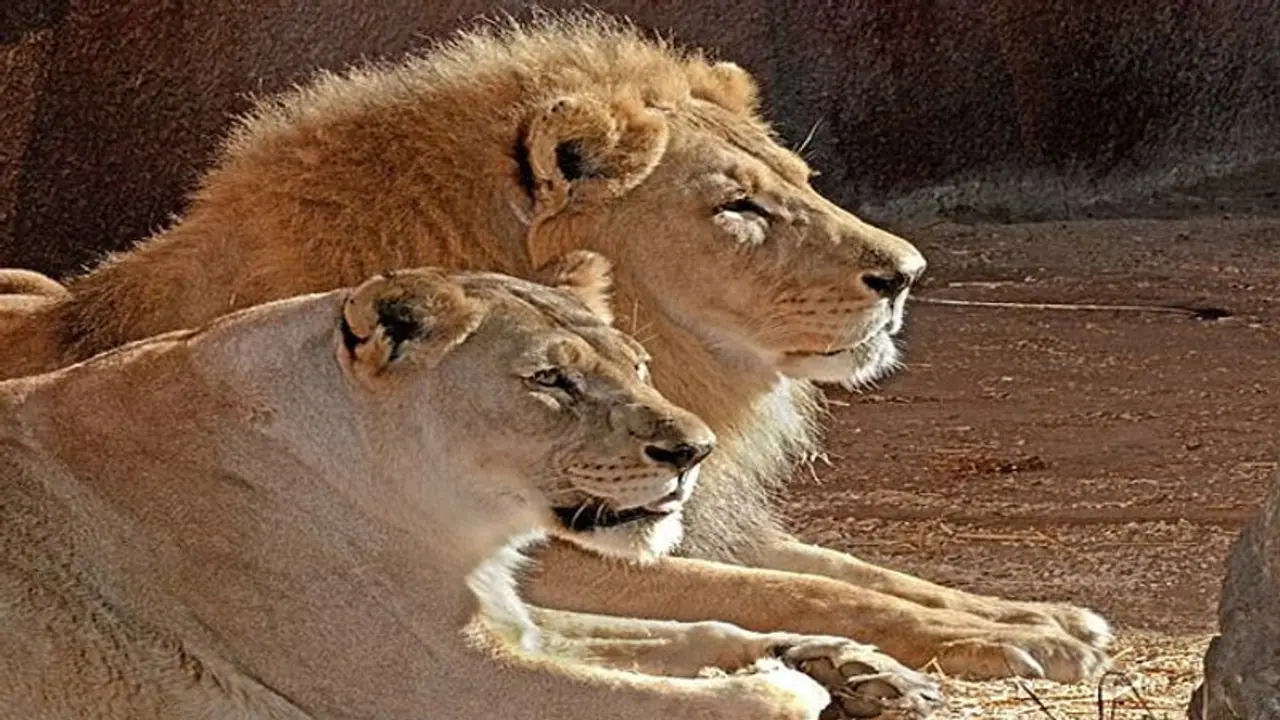 హైద్రాబాద్లో 8 సింహాలకు కోవిడ్ లక్షణాలు: సీసీఎంబీకి శాంపిల్స్ హైద్రాబాద్లో 8 సింహాలకు కోవిడ్ లక్షణాలు: సీసీఎంబీకి శాంపిల్స్