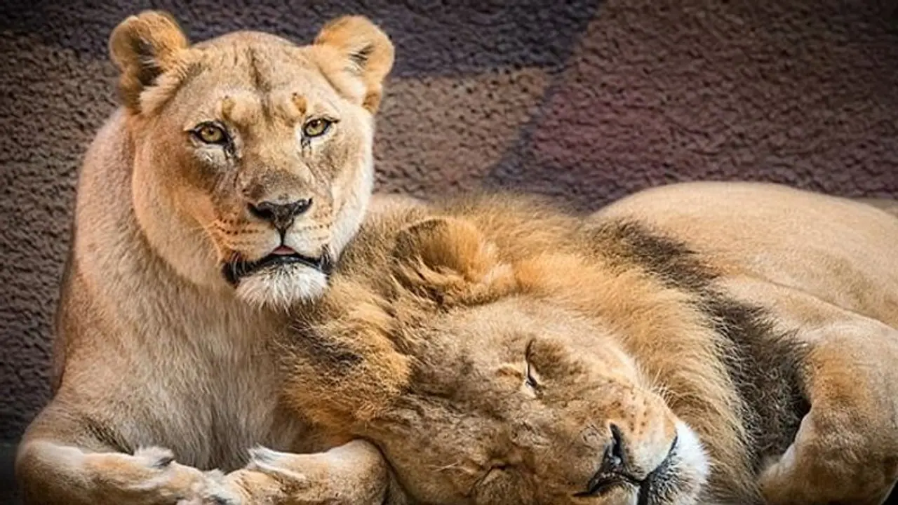 సింహాలకు సోకింది కొవిడ్ 19 కాదు.. జంతువులనుంచి మనుషులకు సోకదు.. సింహాలకు సోకింది కొవిడ్ 19 కాదు.. జంతువులనుంచి మనుషులకు సోకదు..