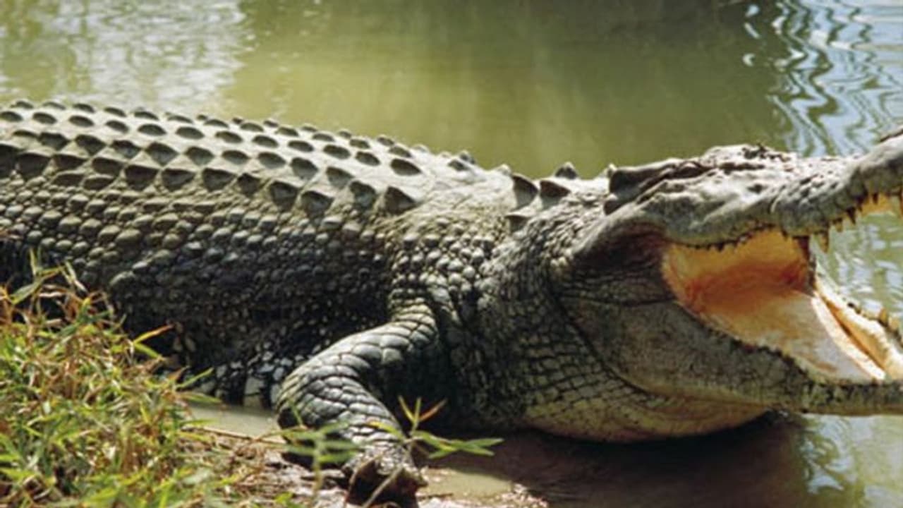 తప్పిన ప్రమాదం... పులిచింతల ప్రాజెక్టులోంచి మొసలి బయటకు (వీడియో)