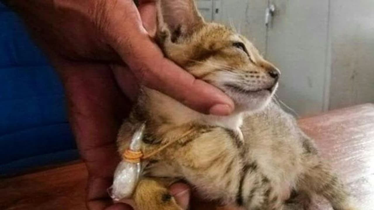 ലഹരിക്കടത്തില് പിടിയിലായ പൂച്ച; പൊലീസിന്റെ കണ്ണുവെട്ടിച്ച് ജയില് ചാട്ടവും ലഹരിക്കടത്തില് പിടിയിലായ പൂച്ച; പൊലീസിന്റെ കണ്ണുവെട്ടിച്ച് ജയില് ചാട്ടവും