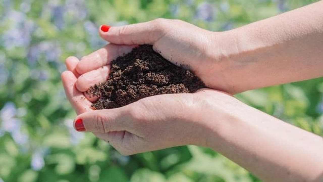 കാപ്പിപ്പൊടി കളയണ്ട; ചെടികള്ക്ക് വളമായി ഉപയോഗിക്കാം കാപ്പിപ്പൊടി കളയണ്ട; ചെടികള്ക്ക് വളമായി ഉപയോഗിക്കാം