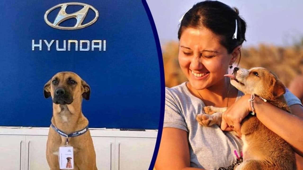 খোদ কলকাতার বুকে হুন্ডাইয়ের শোরুমে কর্মী এক সারমেয়, স্বস্তিকারে পোস্ট মুহূর্তে ভাইরাল