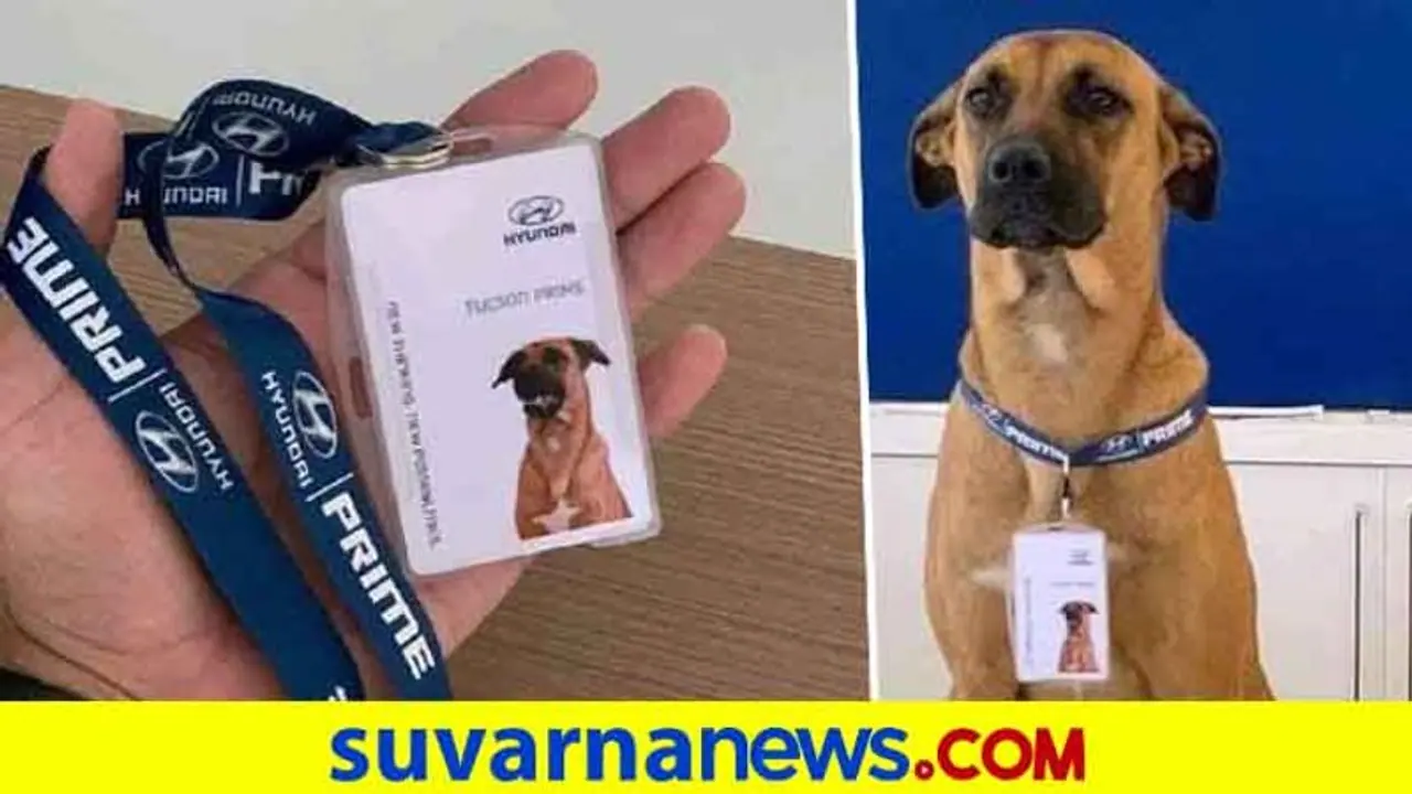 ಹ್ಯುಂಡೈ ಶೋರೂಂ ಸೇಲ್ಸ್ಮೆನ್ ಆಗಿ ಬೀದಿ ನಾಯಿ ನೇಮಕ; ಸಂಚಲನ ಮೂಡಿಸಿದೆ ಹೃದಯ ಸ್ಪರ್ಶಿ ಘಟನೆ ಹ್ಯುಂಡೈ ಶೋರೂಂ ಸೇಲ್ಸ್ಮೆನ್ ಆಗಿ ಬೀದಿ ನಾಯಿ ನೇಮಕ; ಸಂಚಲನ ಮೂಡಿಸಿದೆ ಹೃದಯ ಸ್ಪರ್ಶಿ ಘಟನೆ