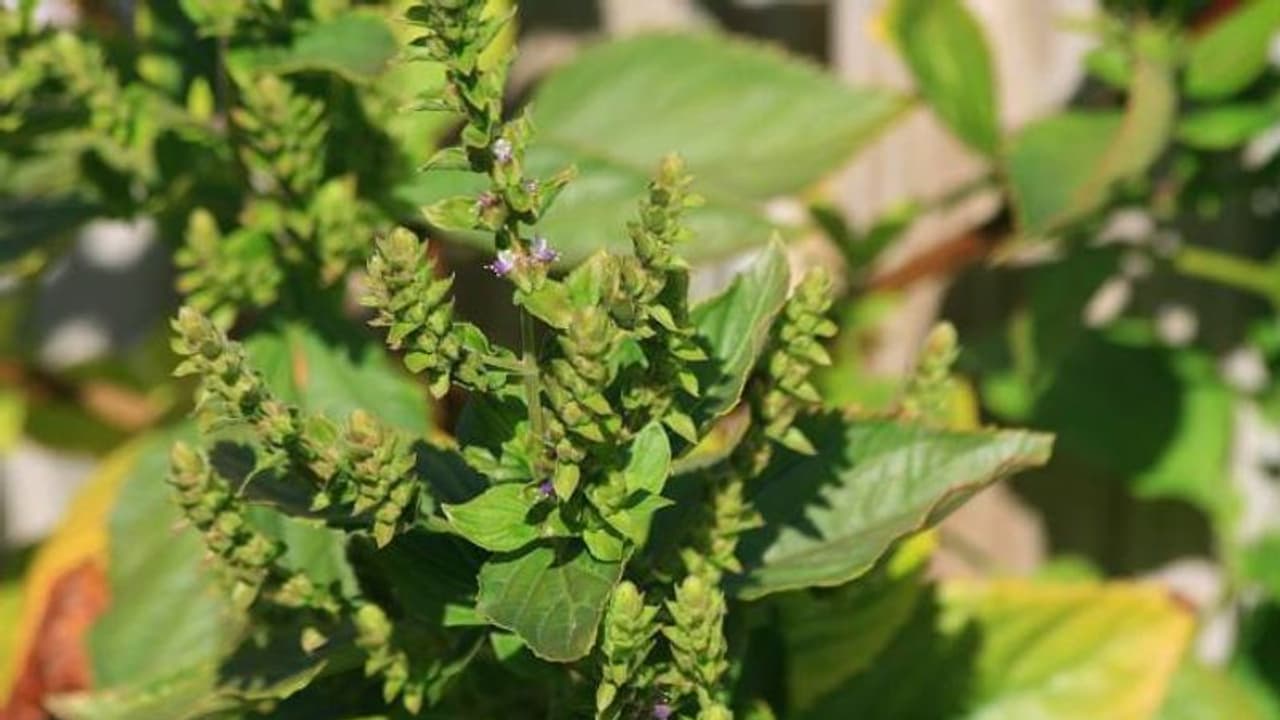 പച്ചോളിയില് നിന്നും എണ്ണ വേര്തിരിച്ചെടുക്കാം; വ്യാവസായികാടിസ്ഥാനത്തില് കൃഷി ചെയ്താല് വന്ലാഭം പച്ചോളിയില് നിന്നും എണ്ണ വേര്തിരിച്ചെടുക്കാം; വ്യാവസായികാടിസ്ഥാനത്തില് കൃഷി ചെയ്താല് വന്ലാഭം