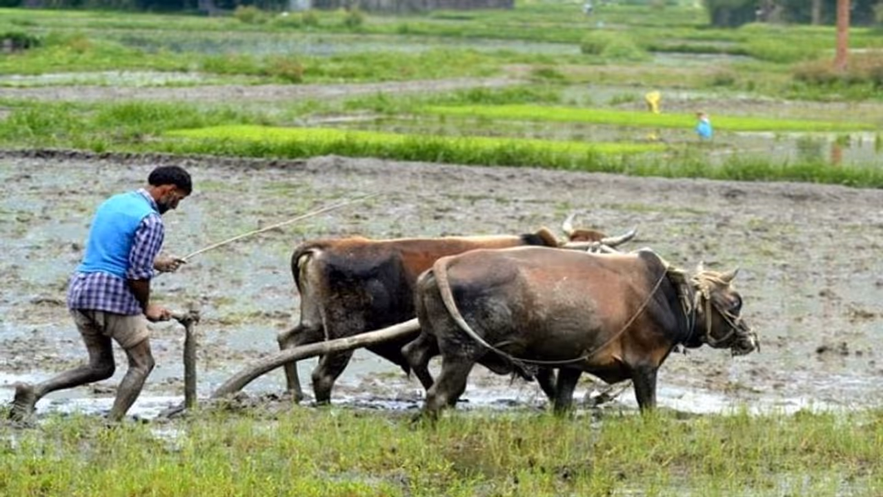 ನಿಮ್ಮ ಬೆಳೆ ಮುಂದೆ ನಿಂತು ಫೊಟೊ ಕಳಿಸಿ ಪರಿಹಾರ ಪಡೆಯಿರಿ