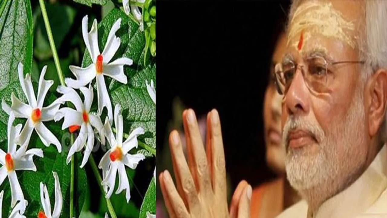 पीएम ने राम मंदिर को बनाया स्वर्ग, आते ही परिसर में लगाया ऐसा वैसा नहीं बल्कि ये स्पेशल पौधा पीएम ने राम मंदिर को बनाया स्वर्ग, आते ही परिसर में लगाया ऐसा वैसा नहीं बल्कि ये स्पेशल पौधा