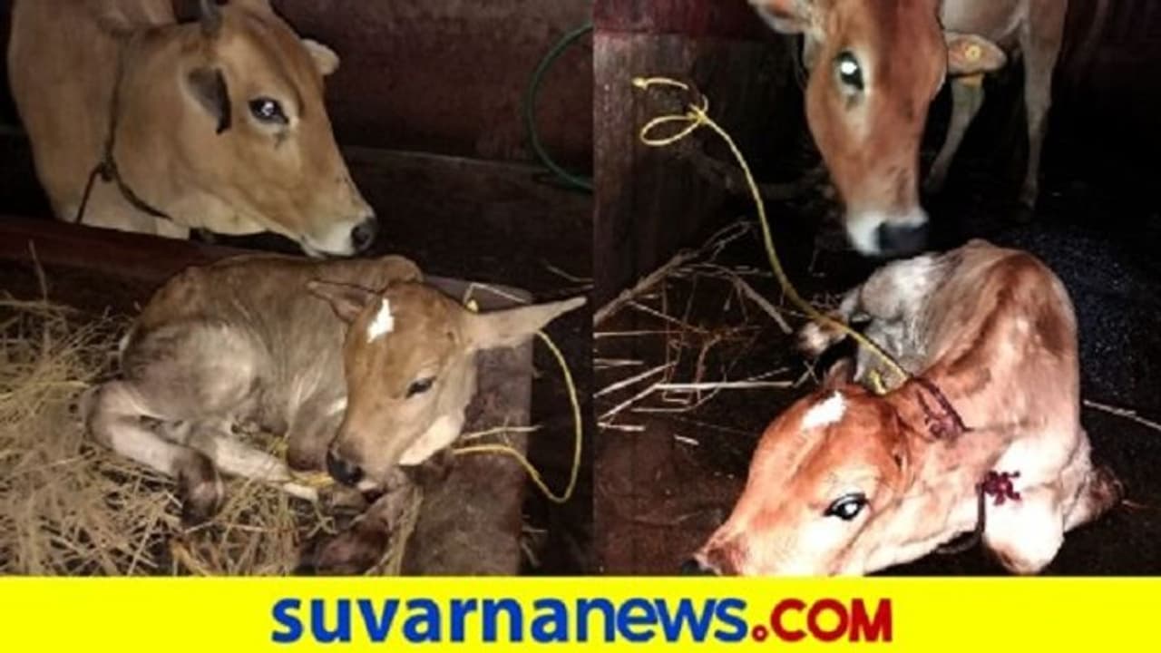 ಅನ್ನದಾತರಿಗೆ ಈಗ ಮತ್ತೊಂದು ಸಂಕಷ್ಟ : ನಿದ್ದೆಗೆಡಿಸಿದ ಸೋಂಕು ಅನ್ನದಾತರಿಗೆ ಈಗ ಮತ್ತೊಂದು ಸಂಕಷ್ಟ : ನಿದ್ದೆಗೆಡಿಸಿದ ಸೋಂಕು