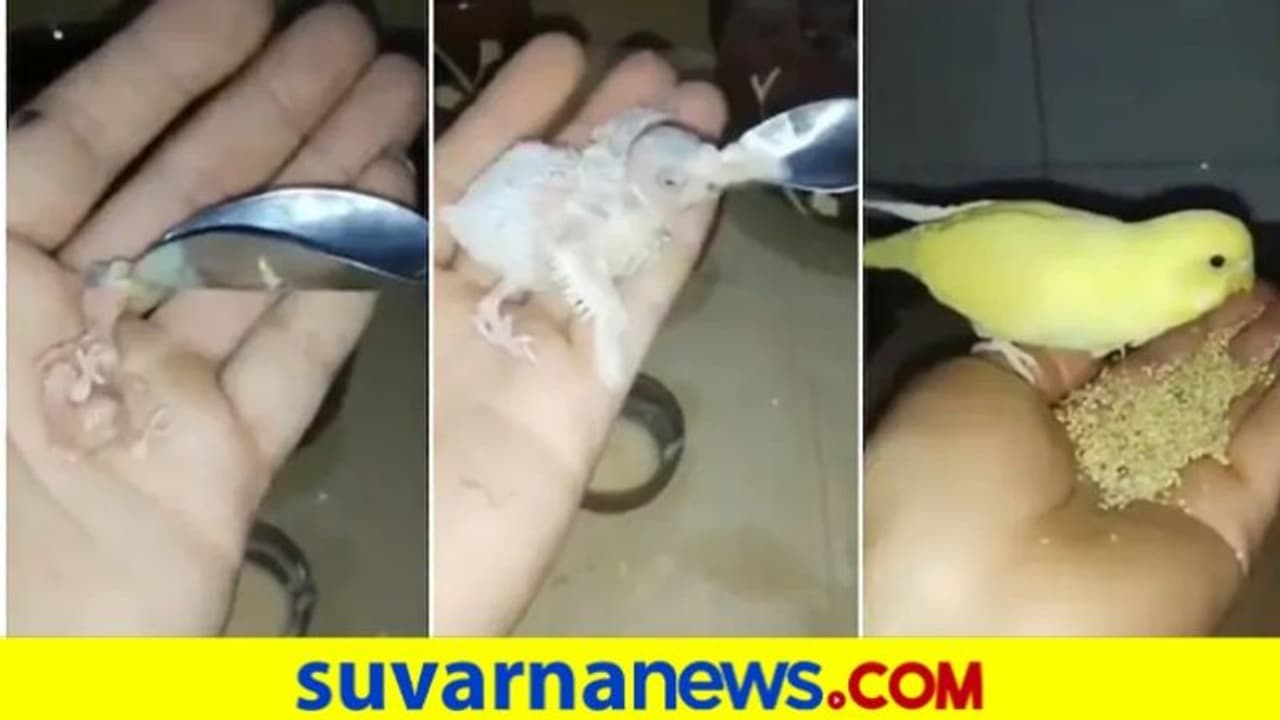 ಮೊಟ್ಟೆ ಒಡೆದು ಗಿಣಿಮರಿಯ ಹೊರತೆಗೆದು ತುತ್ತು ಕೊಟ್ಟು ಸಾಕಿದ..! ವಿಡಿಯೋ ವೈರಲ್ ಮೊಟ್ಟೆ ಒಡೆದು ಗಿಣಿಮರಿಯ ಹೊರತೆಗೆದು ತುತ್ತು ಕೊಟ್ಟು ಸಾಕಿದ..! ವಿಡಿಯೋ ವೈರಲ್