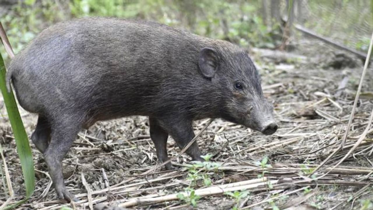 ഈ കുഞ്ഞന്‍ പന്നികളെ ഇന്ത്യയില്‍ നിന്നുതന്നെ തുടച്ചുനീക്കുമോ വൈറസ്? ആശങ്കയില്‍ സംരക്ഷകര്‍...