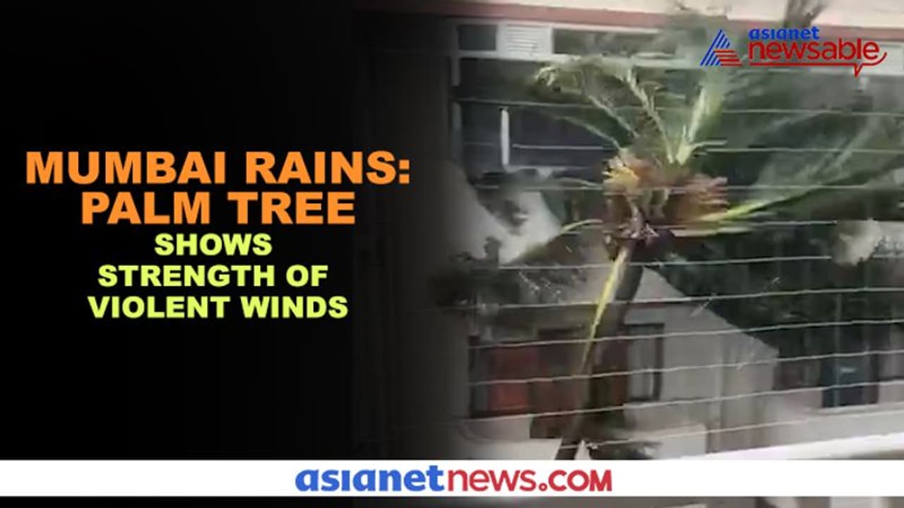 పెద్ద పెద్ద వృక్షాలే.. పిల్ల మొక్కల్లా ఊగిపోతూ( వీడియో) పెద్ద పెద్ద వృక్షాలే.. పిల్ల మొక్కల్లా ఊగిపోతూ( వీడియో)