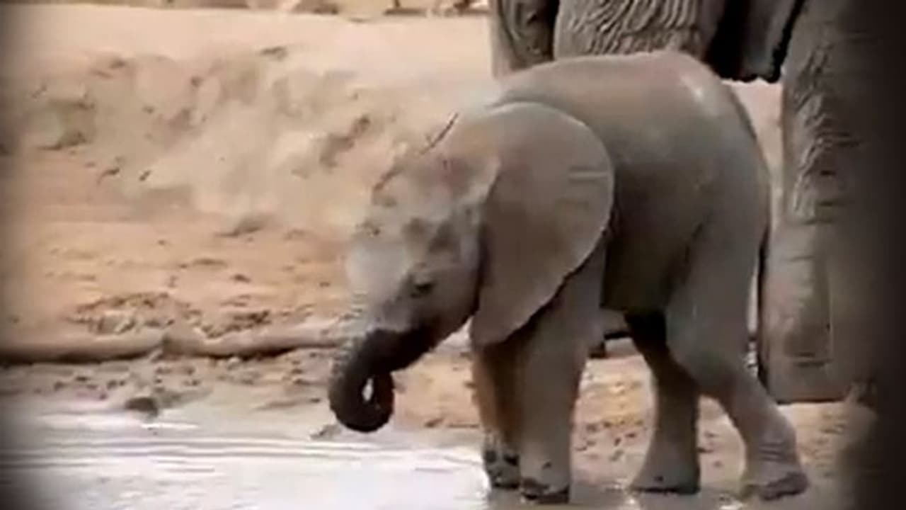 পেশী নিয়ন্ত্রণে বারবার ব্য়র্থ ক্ষুদে গজরাজ, আর সেই ভিডিও ভাইরাল হল নেটদুনিয়ায় পেশী নিয়ন্ত্রণে বারবার ব্য়র্থ ক্ষুদে গজরাজ, আর সেই ভিডিও ভাইরাল হল নেটদুনিয়ায়