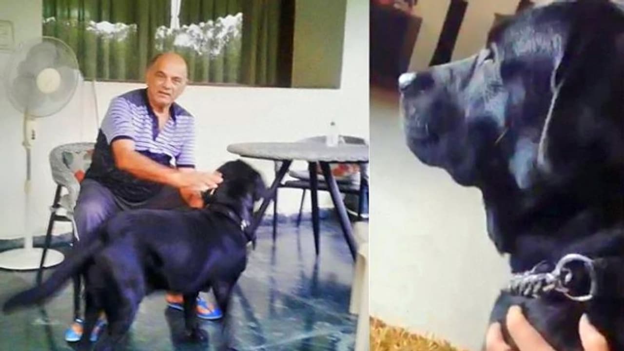 उम्मीदभरी निगाहों से अब भी दरवाजे को ताकता रहता है सुशांत का डॉग, भांजी ने शेयर किया इमोशनल वीडियो उम्मीदभरी निगाहों से अब भी दरवाजे को ताकता रहता है सुशांत का डॉग, भांजी ने शेयर किया इमोशनल वीडियो