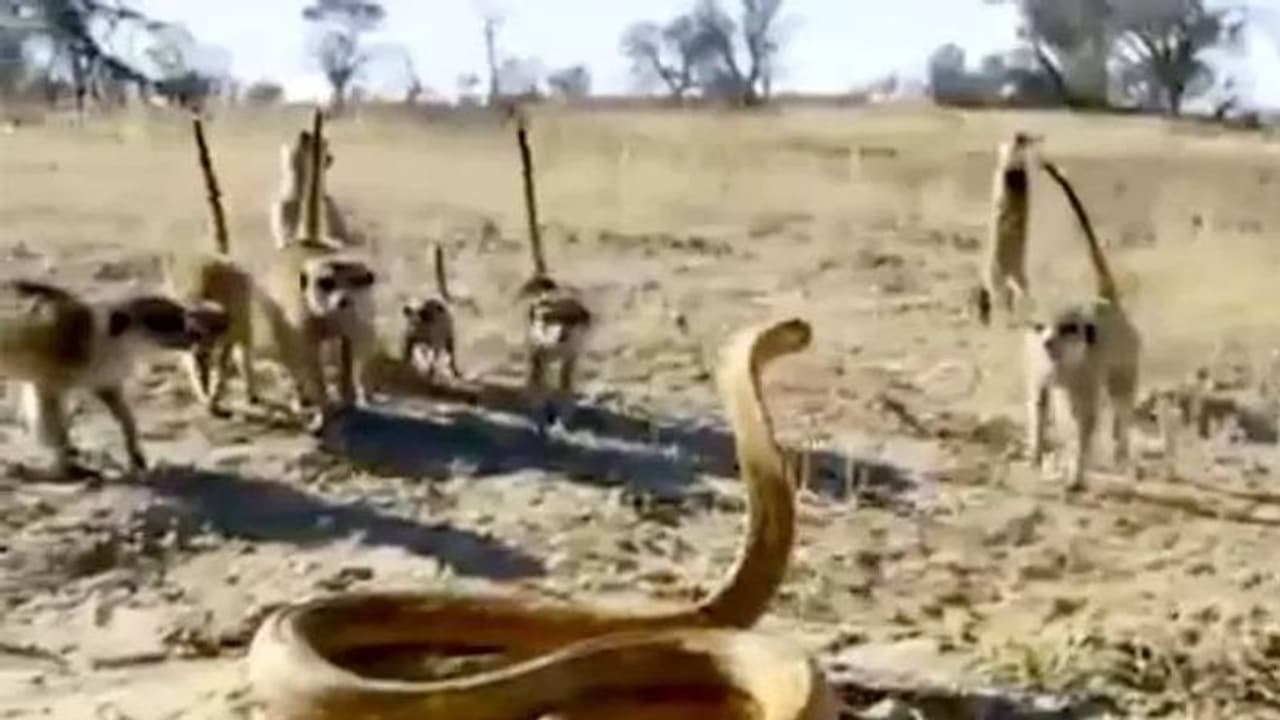 പത്ത് മീര്കാറ്റുകളുമായി പോരാടുന്ന മൂര്ഖന് പാമ്പ്; വീഡിയോ വൈറല് പത്ത് മീര്കാറ്റുകളുമായി പോരാടുന്ന മൂര്ഖന് പാമ്പ്; വീഡിയോ വൈറല്