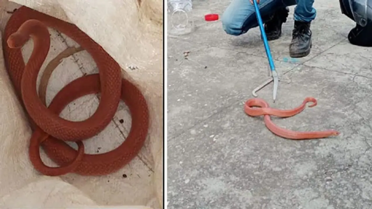 मूंगा पत्थर सा चमकने वाला दुर्लभ सांप...दीमक के घरों में बनाता है अपना आशियाना मूंगा पत्थर सा चमकने वाला दुर्लभ सांप...दीमक के घरों में बनाता है अपना आशियाना