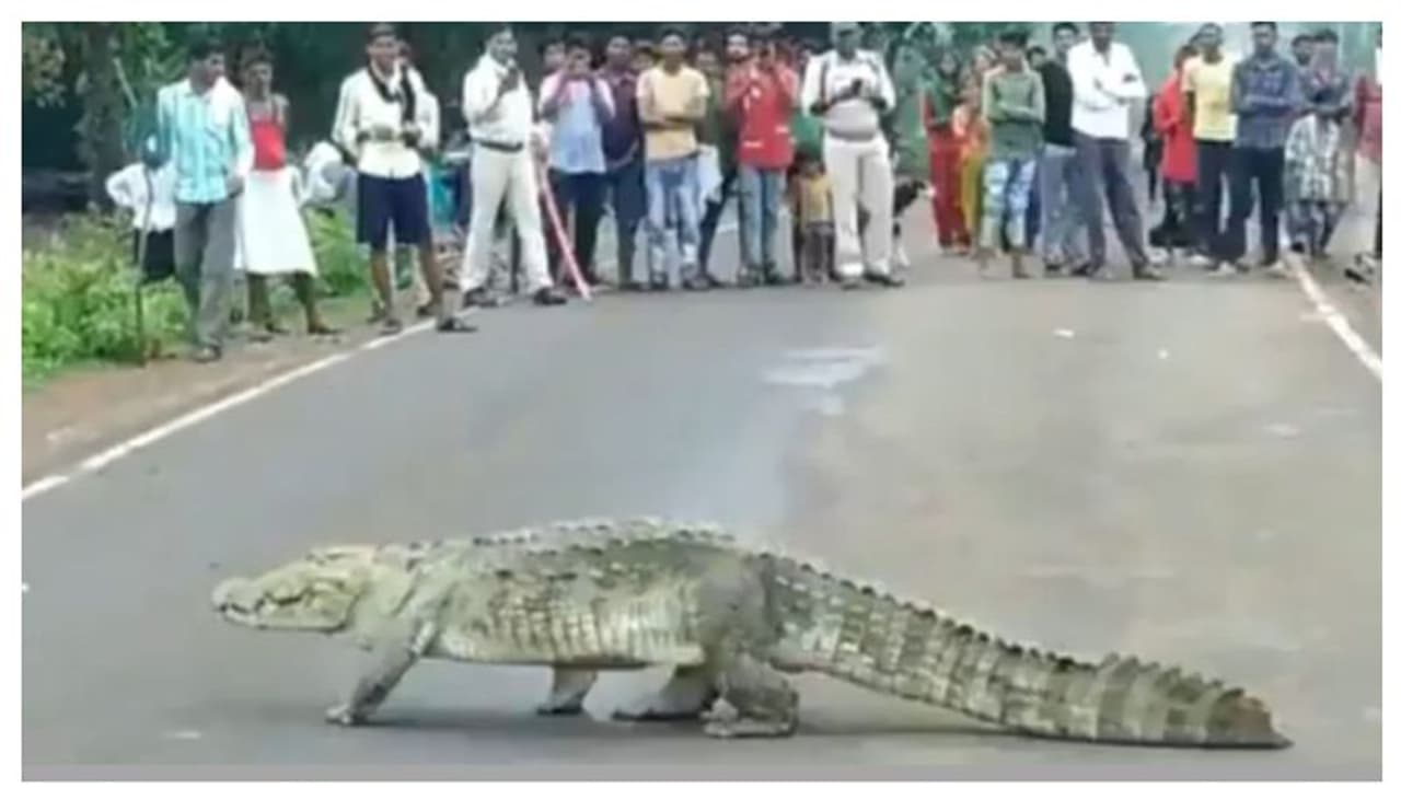 হাইওয়ে দিয়ে দুলকি চালে হেঁটে চলেছে ১০ ফুটের কুমিরবাবাজী, সঙ্গে নো পরোয়া 'অ্যাটিটিউড', নিমেশে ভাইরাল ভিডিও
