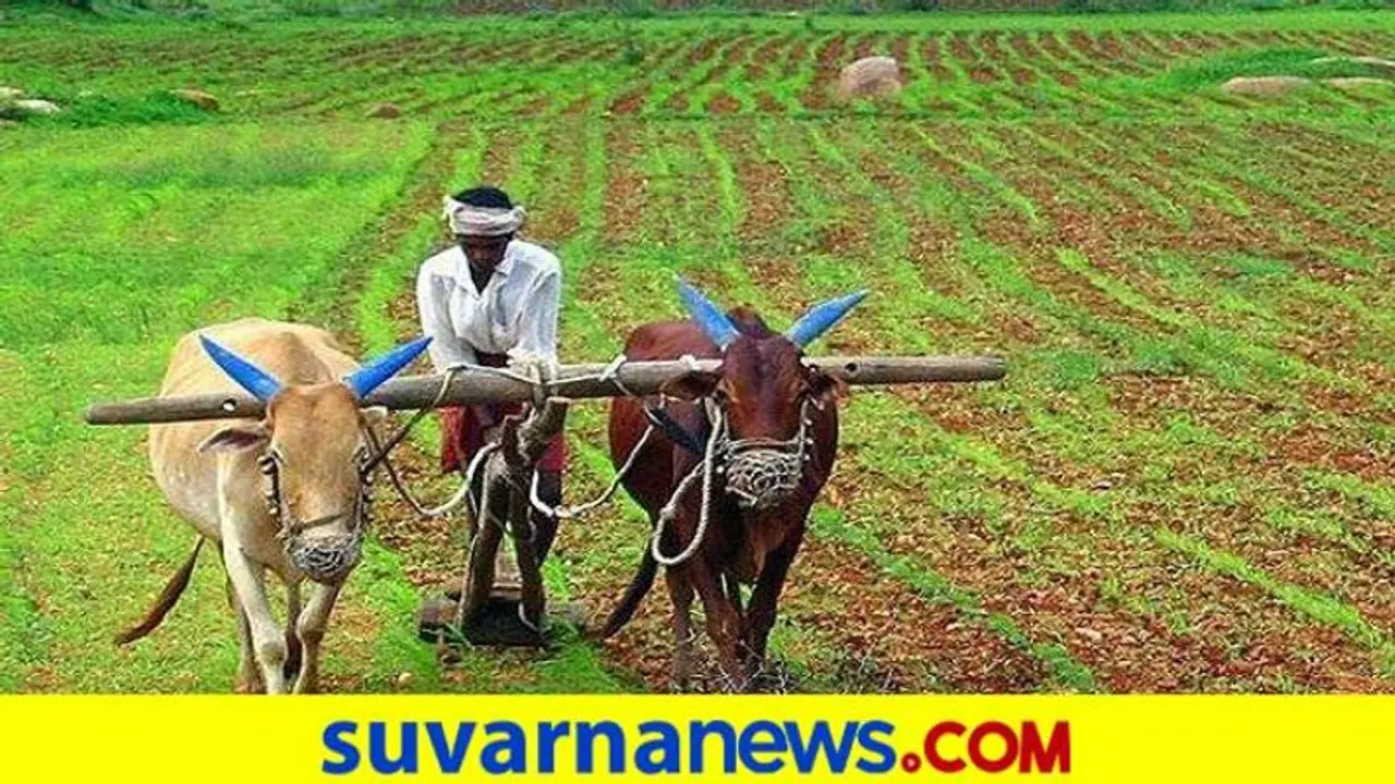 ಭಾರೀ ಮಳೆಯಾದರೂ ಕರ್ನಾಟಕದಲ್ಲಿ ಬಿತ್ತನೆ 20% ಕುಂಠಿತ..! 