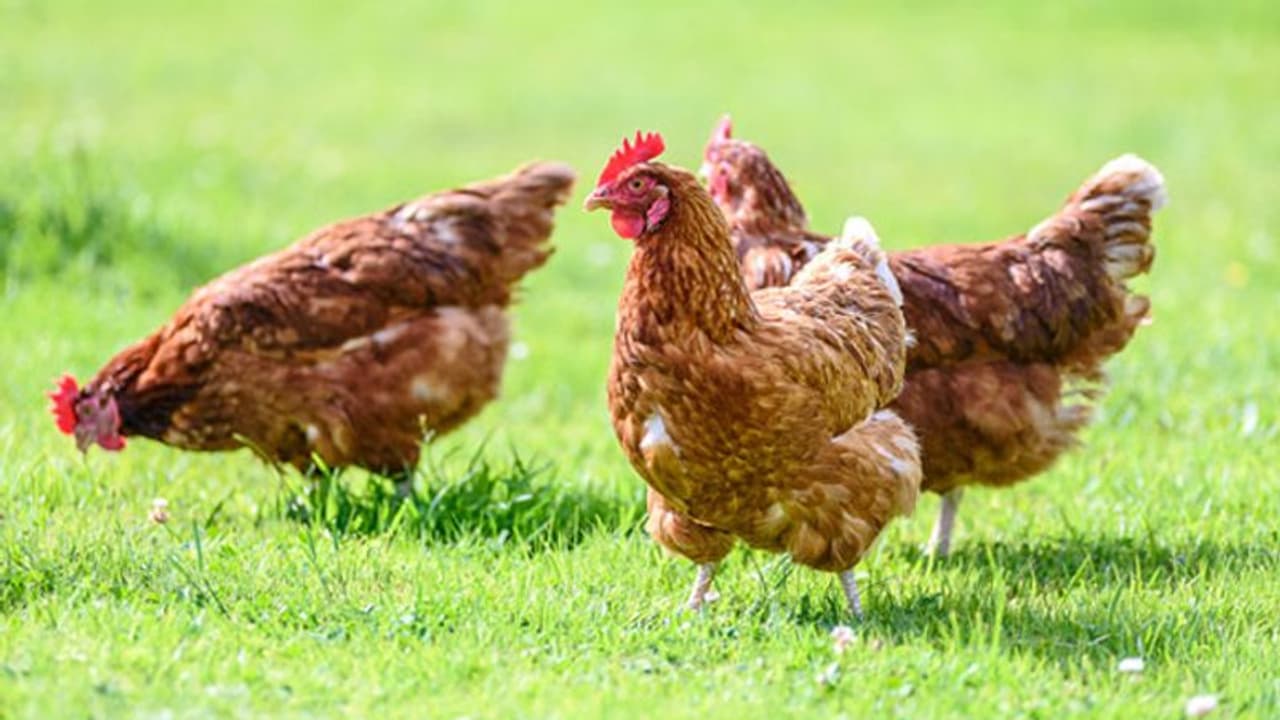 പൊലീസുകാരന്റെ വീട്ടിൽ നിന്ന് കോഴിയും മുട്ടയും കട്ടു, യുവാവിന് തൂക്കുകയർ വിധിച്ച് കോടതി, 10 വർഷത്തിന് ശേഷം ഇളവ്