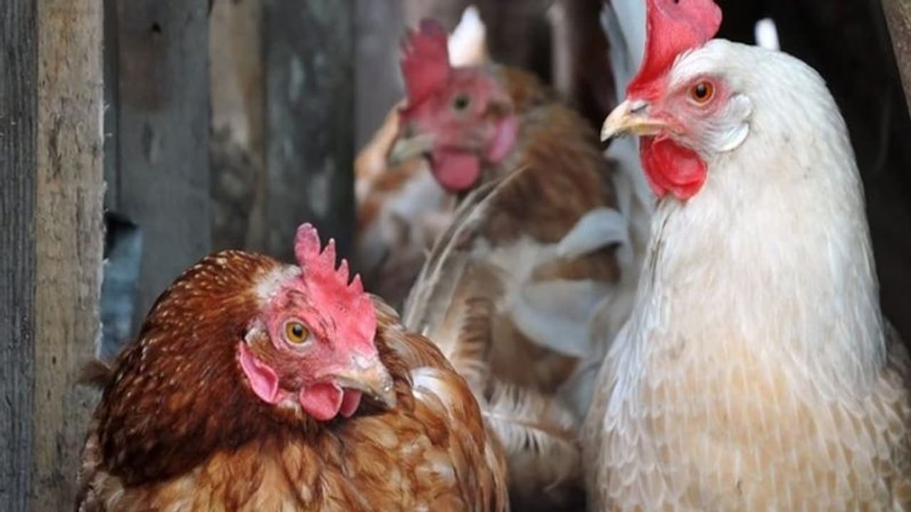 পোলট্রি ফার্মিং থেকে আয়ের পথ প্রসস্থ করুন, জেনে নিন এই ব্যবসায় হাতেখড়ির খুঁটিনাটি