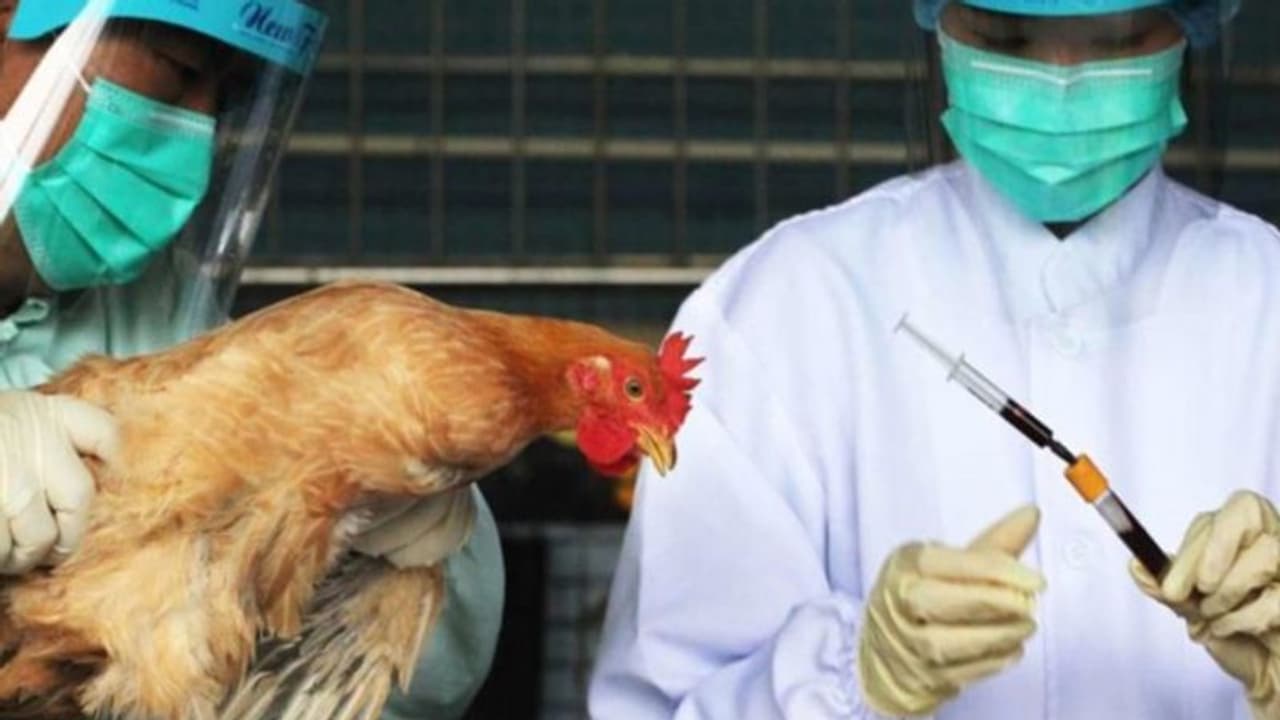 സംസ്ഥാനത്ത് രണ്ട് ജില്ലകളിൽ പക്ഷിപ്പനി സ്ഥിരീകരിച്ചു, മനുഷ്യരിലേക്ക് പകരാനും സാധ്യത, ജാഗ്രതാ നിർദ്ദേശം സംസ്ഥാനത്ത് രണ്ട് ജില്ലകളിൽ പക്ഷിപ്പനി സ്ഥിരീകരിച്ചു, മനുഷ്യരിലേക്ക് പകരാനും സാധ്യത, ജാഗ്രതാ നിർദ്ദേശം