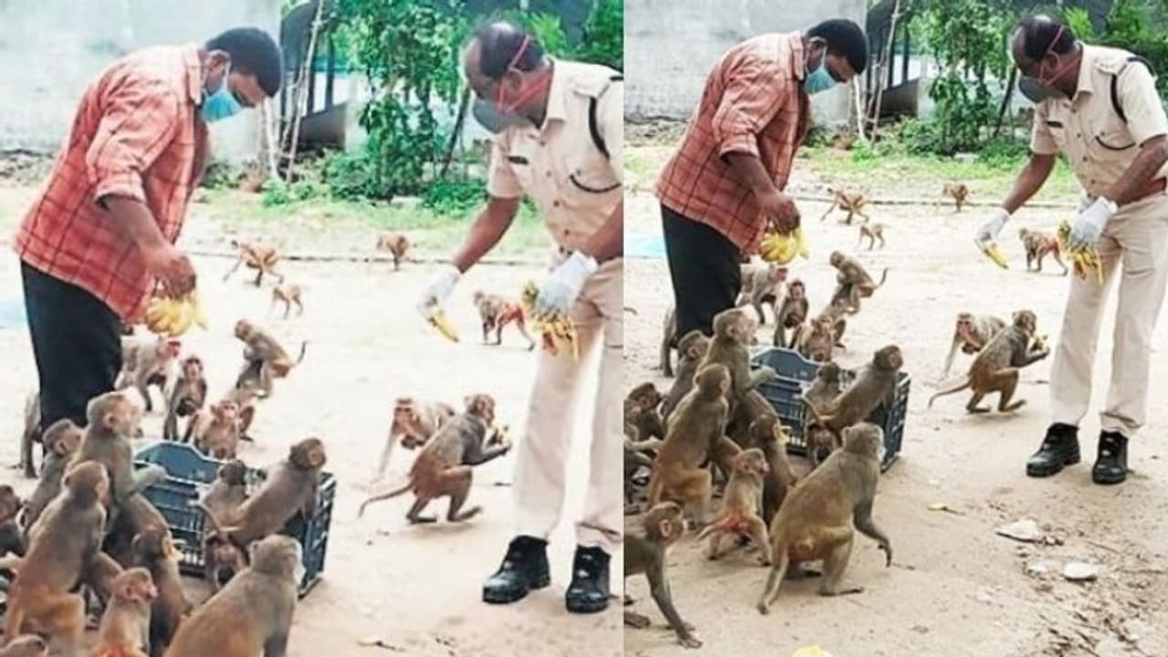 'വിശപ്പ് എല്ലാവർക്കും ഒരുപോലെ'; ദിവസവും 500ഓളം കുരങ്ങുകൾക്ക് ഭക്ഷണം നൽകി എസിപി;കൊവിഡ് കാലത്തെ നല്ല മാതൃക 'വിശപ്പ് എല്ലാവർക്കും ഒരുപോലെ'; ദിവസവും 500ഓളം കുരങ്ങുകൾക്ക് ഭക്ഷണം നൽകി എസിപി;കൊവിഡ് കാലത്തെ നല്ല മാതൃക
