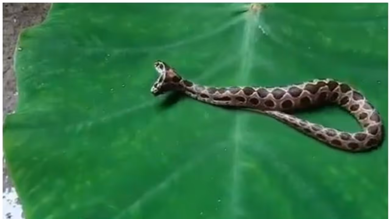 'അപകടകാരി' ; അപൂർവ രണ്ട് തലയുള്ള പാമ്പിനെ കണ്ടെത്തി, അമ്പരന്ന് നാട്ടുകാർ 'അപകടകാരി' ; അപൂർവ രണ്ട് തലയുള്ള പാമ്പിനെ കണ്ടെത്തി, അമ്പരന്ന് നാട്ടുകാർ