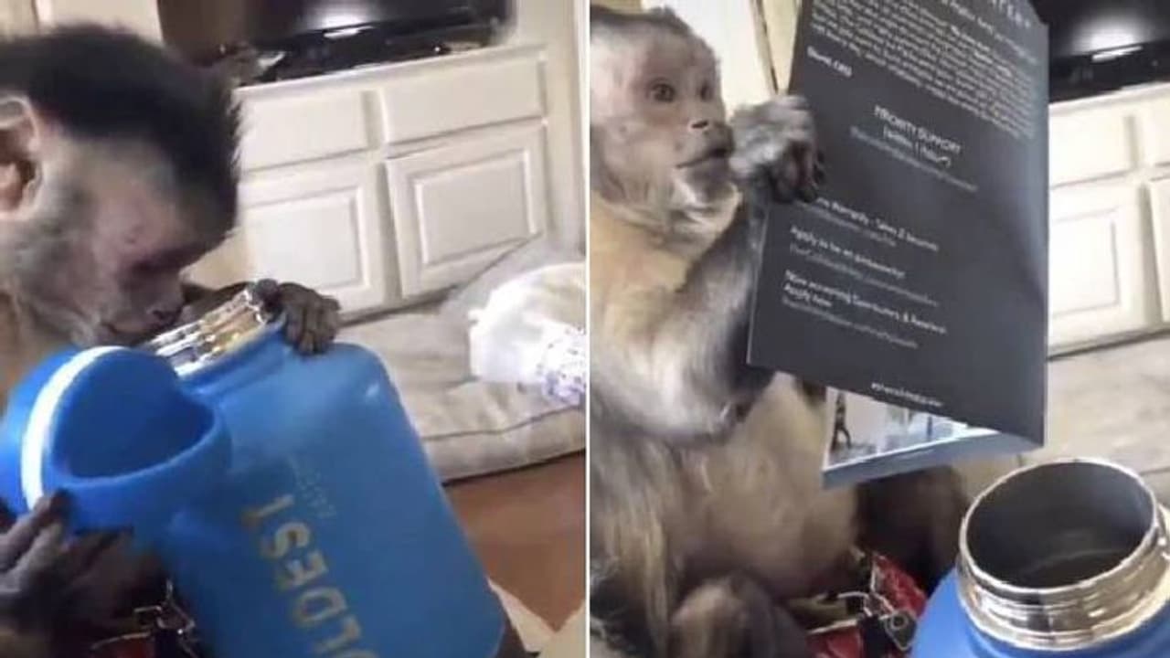 കിട്ടിയ സമ്മാനം ഉപയോഗിക്കുന്നത് എങ്ങനെ? വായിച്ചു പഠിക്കുന്ന കുരങ്ങന്‍; വൈറലായി വീഡിയോ