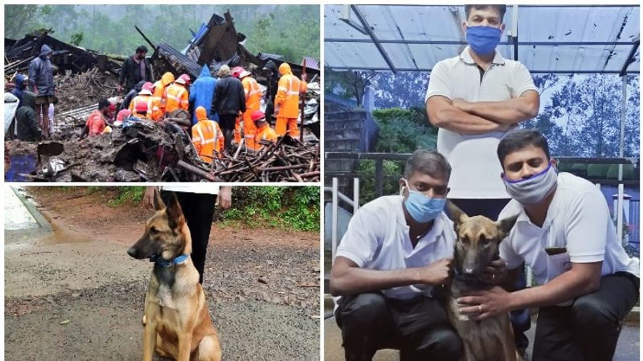 പെട്ടിമുടി ദുരന്തം: കാണാതായവരില് മൂന്നുപേരിലേക്ക് രക്ഷാപ്രവര്ത്തകരെയെത്തിച്ചത് 'ലില്ലി' പെട്ടിമുടി ദുരന്തം: കാണാതായവരില് മൂന്നുപേരിലേക്ക് രക്ഷാപ്രവര്ത്തകരെയെത്തിച്ചത് 'ലില്ലി'