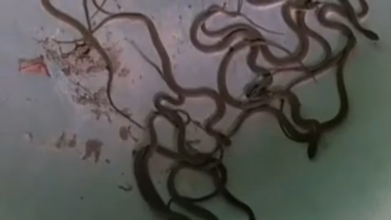 గుడిసెలో తవ్విన కొద్దీ పాము పిల్లలు.. !! గుడిసెలో తవ్విన కొద్దీ పాము పిల్లలు.. !!