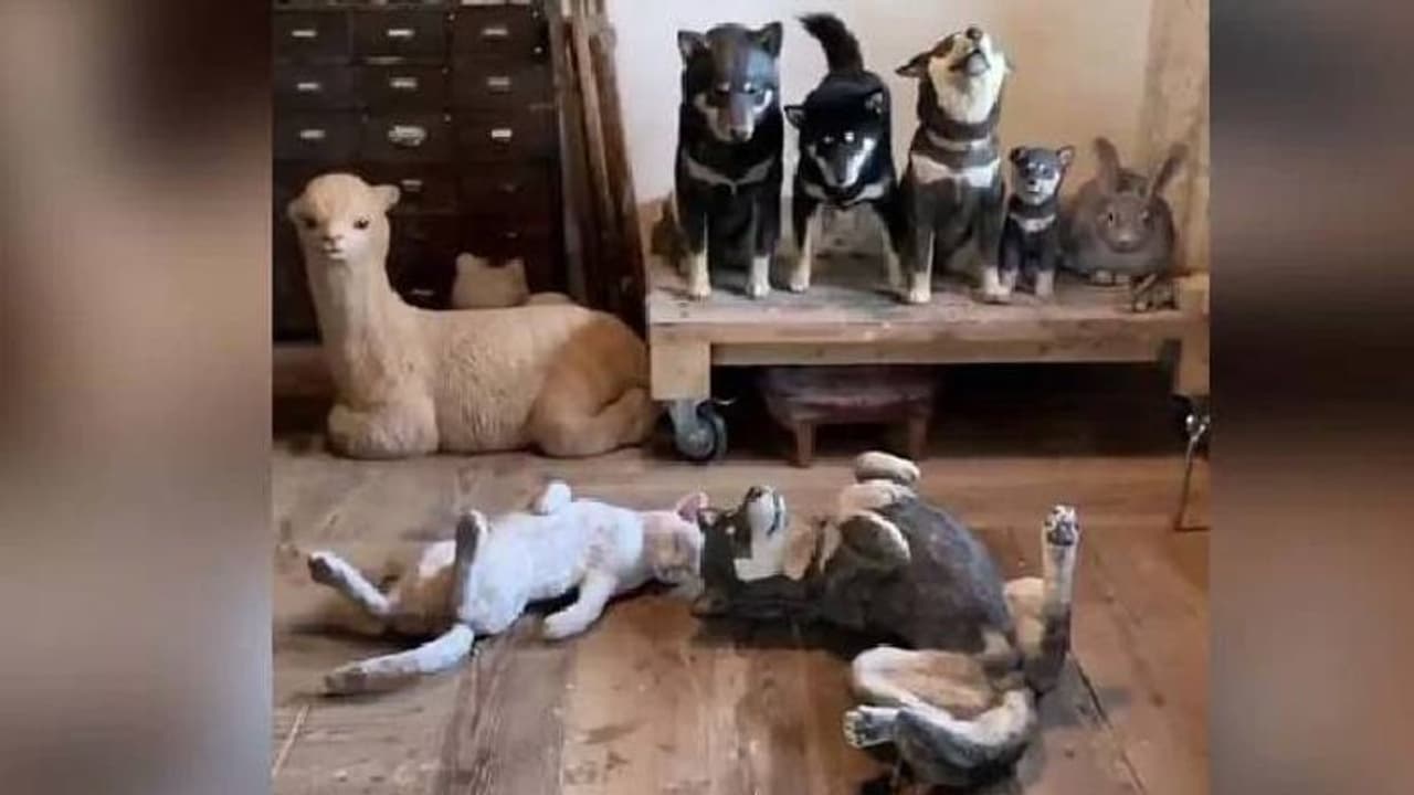 'ഇവയില് നിന്ന് ജീവനുള്ള നായയെ കണ്ടെത്താമോ'? സോഷ്യല് മീഡിയയില് വൈറലായി വീഡിയോ 'ഇവയില് നിന്ന് ജീവനുള്ള നായയെ കണ്ടെത്താമോ'? സോഷ്യല് മീഡിയയില് വൈറലായി വീഡിയോ