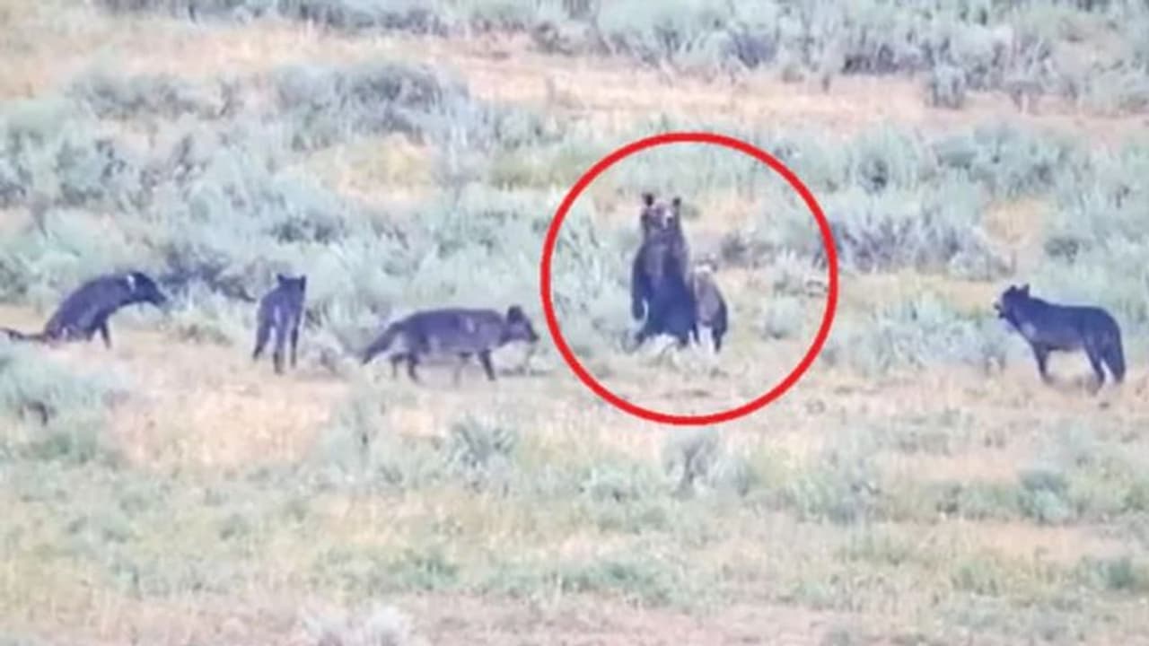 മക്കളെ കാക്കാന് ചെന്നായ്ക്കള്ക്ക് മുന്നില് പതറാതെ കരടി, ഒടുവില് ജയം ഈ അമ്മയ്ക്ക് മക്കളെ കാക്കാന് ചെന്നായ്ക്കള്ക്ക് മുന്നില് പതറാതെ കരടി, ഒടുവില് ജയം ഈ അമ്മയ്ക്ക്