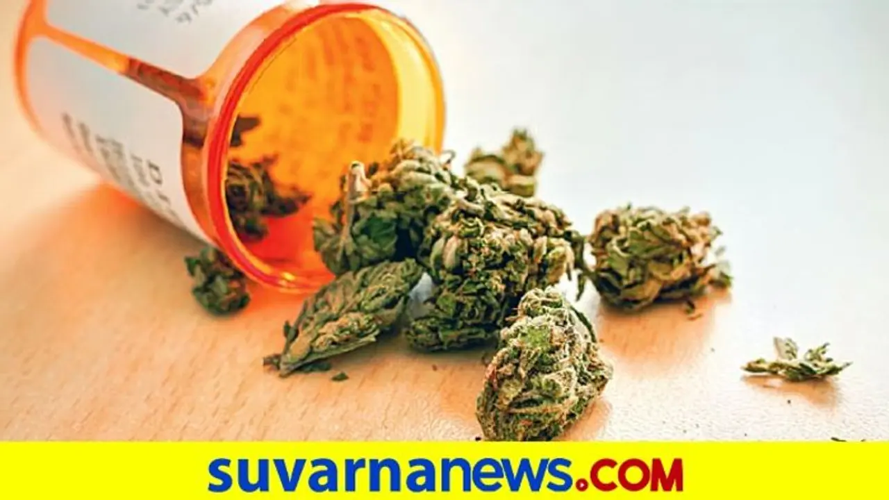 ಬಳ್ಳಾರಿ: ಹೊಲದಲ್ಲಿ ಬೆಳೆದಿದ್ದ 1.75 ಲಕ್ಷ ರು. ಮೌಲ್ಯದ ಗಾಂಜಾ ವಶ