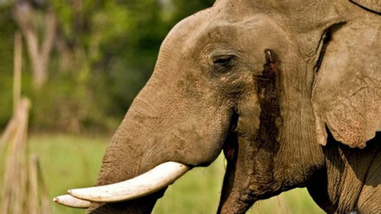 ആനകൾക്ക് മദം 'പൊട്ടാ'റില്ല; ആനദിനത്തിൽ മാറ്റാം മദപ്പാടിനെപ്പറ്റിയുളള ചില തെറ്റിദ്ധാരണകൾ ആനകൾക്ക് മദം 'പൊട്ടാ'റില്ല; ആനദിനത്തിൽ മാറ്റാം മദപ്പാടിനെപ്പറ്റിയുളള ചില തെറ്റിദ്ധാരണകൾ