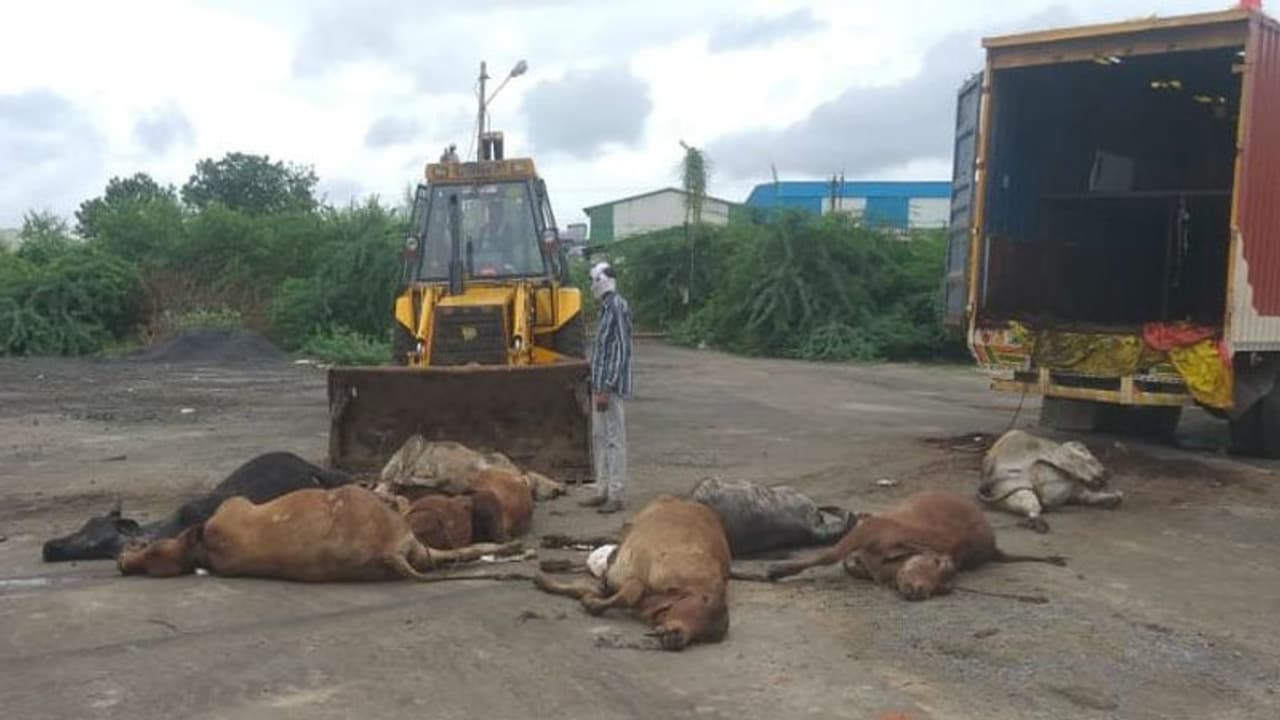 ठूस ठूसकर एक कंटेनर में भरे थे 63 मवेशी, पुलिस ने खाली कराया तो जमीन पर गिरने मरे हुए गाय बछड़े ठूस ठूसकर एक कंटेनर में भरे थे 63 मवेशी, पुलिस ने खाली कराया तो जमीन पर गिरने मरे हुए गाय बछड़े
