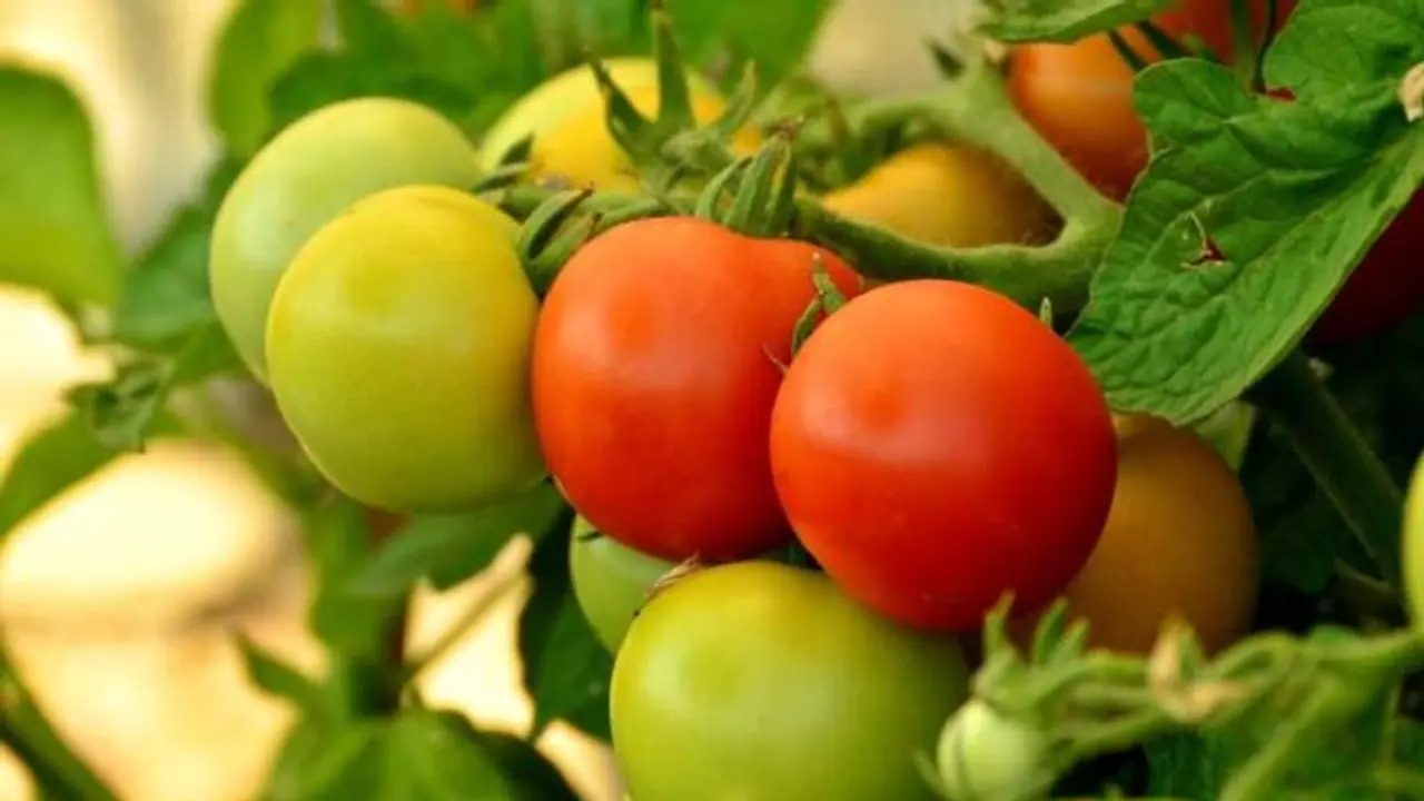 വീട്ടില് തക്കാളി കൃഷി ചെയ്യുന്നുണ്ടോ? ഇതാ തക്കാളിച്ചെടിക്ക് പുതയിടാന് യോജിച്ച ചില വസ്തുക്കള്... വീട്ടില് തക്കാളി കൃഷി ചെയ്യുന്നുണ്ടോ? ഇതാ തക്കാളിച്ചെടിക്ക് പുതയിടാന് യോജിച്ച ചില വസ്തുക്കള്...