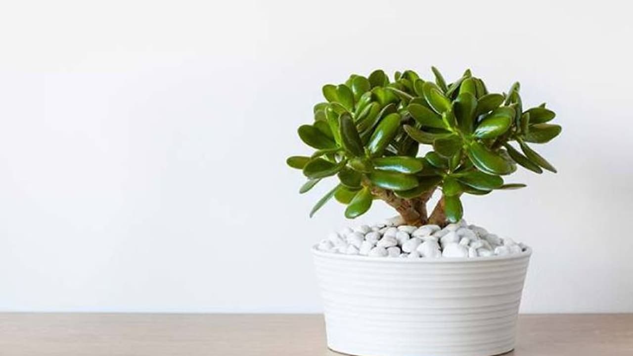 ജെയ്ഡ് ചെടി വളര്ത്തുമൃഗങ്ങള്ക്ക് ഹാനികരമായേക്കാം; അല്പ്പം കരുതല് വേണം ജെയ്ഡ് ചെടി വളര്ത്തുമൃഗങ്ങള്ക്ക് ഹാനികരമായേക്കാം; അല്പ്പം കരുതല് വേണം