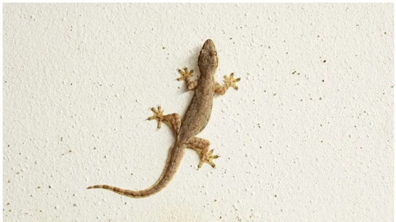 വീട്ടിൽ പല്ലി ശല്യമുണ്ടോ...? എങ്കിൽ ഇതാ അകറ്റാൻ മൂന്ന് വഴികളുണ്ട് വീട്ടിൽ പല്ലി ശല്യമുണ്ടോ...? എങ്കിൽ ഇതാ അകറ്റാൻ മൂന്ന് വഴികളുണ്ട്