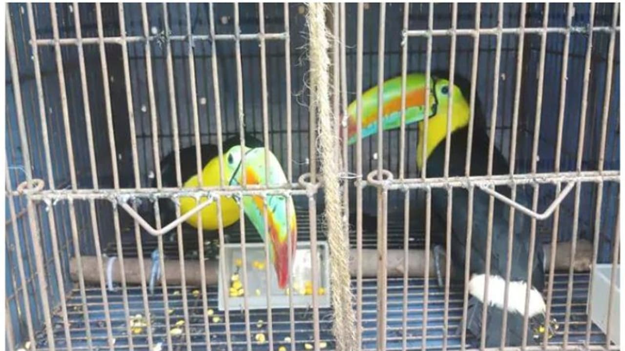 ബംഗ്ലാദേശിലേക്ക് കടത്താന് ശ്രമിച്ച 14 ലക്ഷം വിലമതിക്കുന്ന അപൂര്വ്വ ഇനം പക്ഷികളെ പിടികൂടി ബംഗ്ലാദേശിലേക്ക് കടത്താന് ശ്രമിച്ച 14 ലക്ഷം വിലമതിക്കുന്ന അപൂര്വ്വ ഇനം പക്ഷികളെ പിടികൂടി